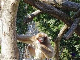 Tiergarten Schönbrunn am 05.03.2026